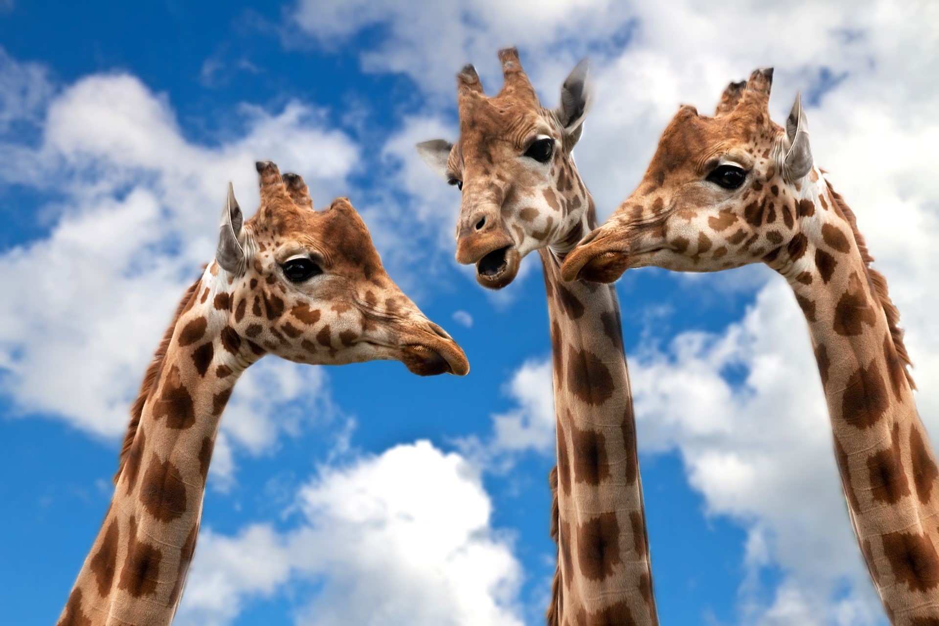 giraffes-627031_1920